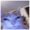 Shitpost Gatitos 💪🏻🤑 8