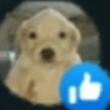 PerrOoZZ🐕🐶 12