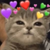 Gatinhos boiolinhas 5