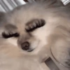 🐶 PERRITOS MOODS 5 🐾 10