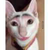 Meme ngakak(edisi kucing) 15