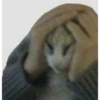Gatos parte 1 29