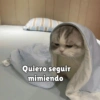 Gatitos Reacciones 3.0  10