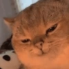 Kucing bucin 7