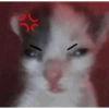 Gatos parte 1 21