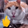 Mewing 13