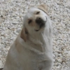 Animalitos para tu chat 6