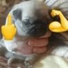 MASCOTA PT. 1 7