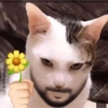 Más gatitos ♥️ 13