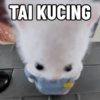 TAI KUCING