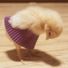 Galinha Fofa Reações 🐔 30