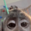 Macaquinho  9