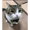 Gatos parte 1 30