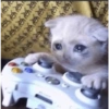 Gatinhos 9