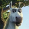 BURRO SHREK 12
