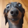 Cachorros da coitadolândia 🤣 11