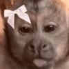 Macaquinho  13