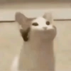 Gatos memes 6