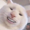 Meme ngakak(edisi kucing) 19