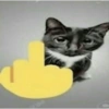 Gatos parte 1 24