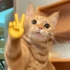 GATINHOS APOCALÍPTICOS 😸 12