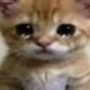 Bichinhos sad 😾 12