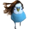 Calopsita fofas 22