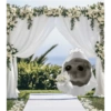 Hamster 😍 15