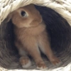 Bunnie 7