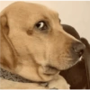 Perritos para reaccionar 🤭🐶💯 6