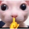 Meme ngakak(edisi kucing) 17