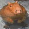 🍃 CAPYBARA MOODS 🍃 7