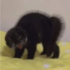 Shook and scared cats 22