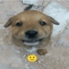 Cachorros da coitadolândia 🤣 9