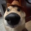 🤣Animalitos randoms🤣 9