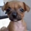 🐶 PERRITOS MOODS 5 🐾 6