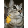 Gatito mewing bye bye 12