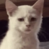 🤪Animalitos para tu chat🤪 14