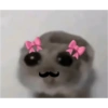 Hamster 😍 11