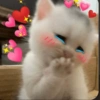 Gatinhos boiolinhas 10