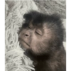 Monkey's  23