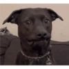 Perritos para reaccionar 🤭🐶💯 9