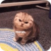 Cat Meme 10