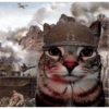 Gatos parte 1 17