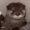 Animalitos para tu chat 9