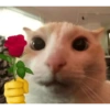 Meme ngakak(edisi kucing) 12