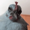 Galinha Fofa Reações 🐔 15