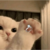 Love cat. | @ocenferios  Haki. 8