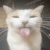 Gatos memes 11
