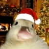Navidad  12